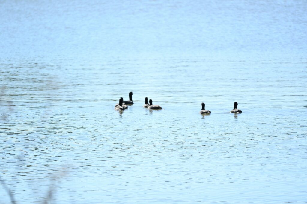 Ducks swimming on calm water