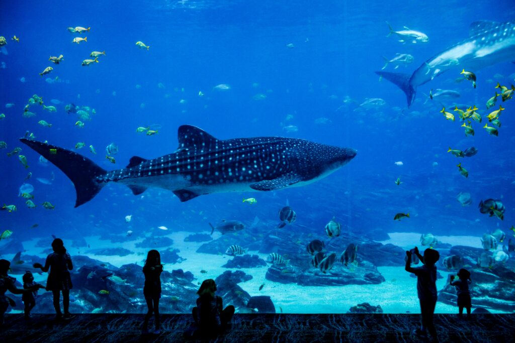 Whale shark swimming in aquarium